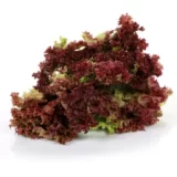 red lettuce